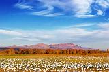 White Ground Cover_73529